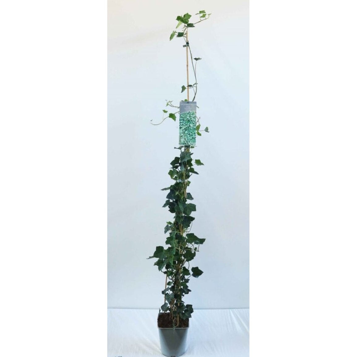Murgröna – Hedera hibernica - C5 125-175 CM Stick